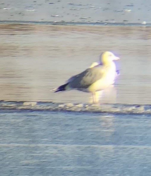 Iceland Gull (Thayer's) - ML532821531