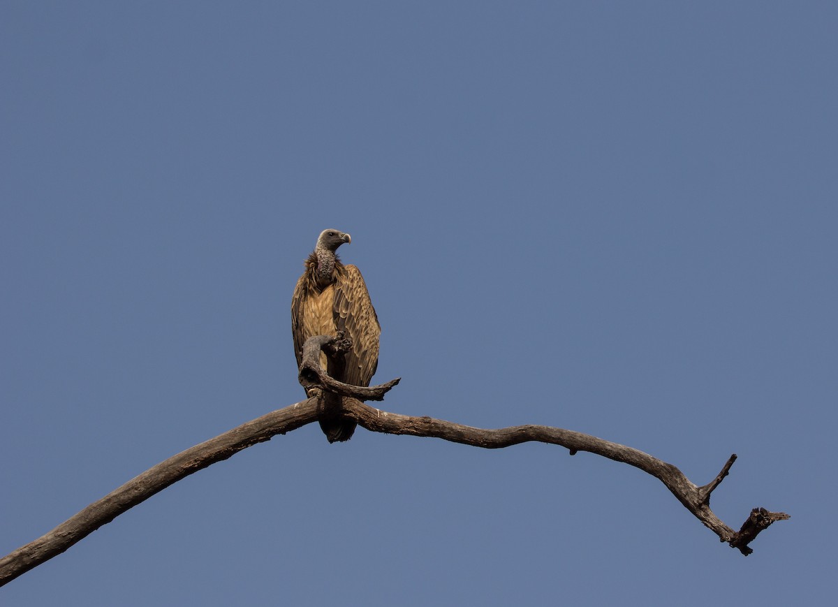 Indian Vulture - ML532821941