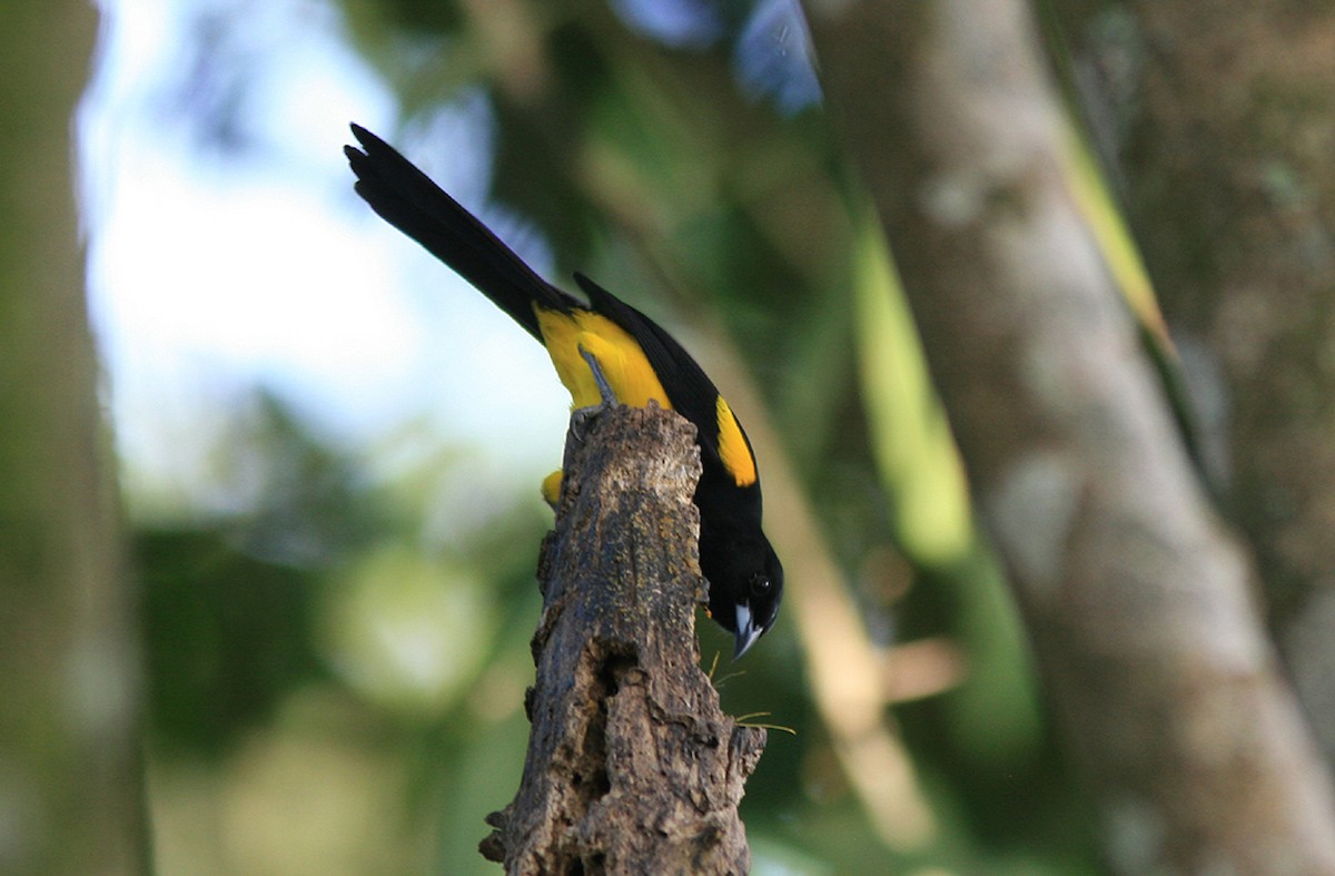 Black-cowled Oriole - ML532822441