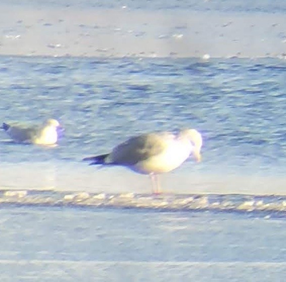 Iceland Gull (Thayer's) - ML532823711