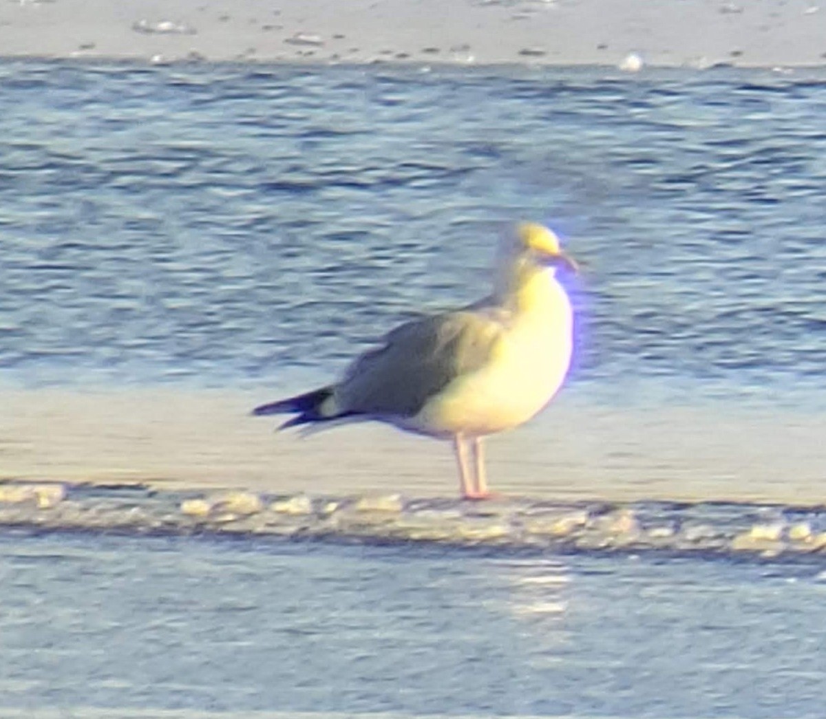 Iceland Gull (Thayer's) - ML532823721