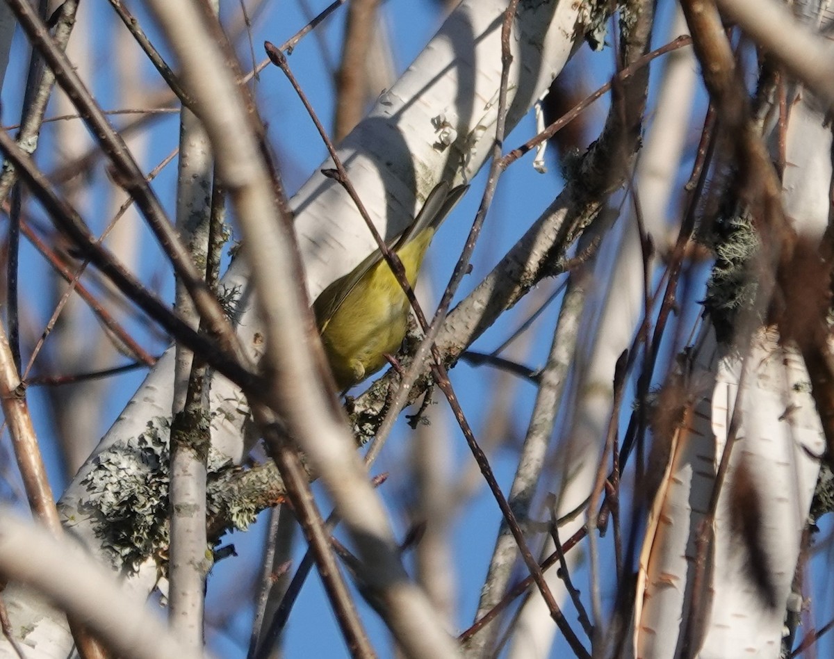 Orange-crowned Warbler - ML532824731