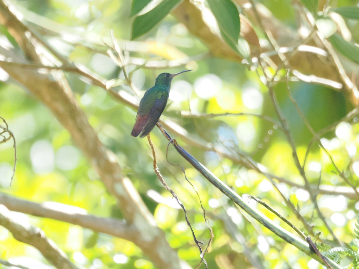 Rufous-tailed Hummingbird - a d