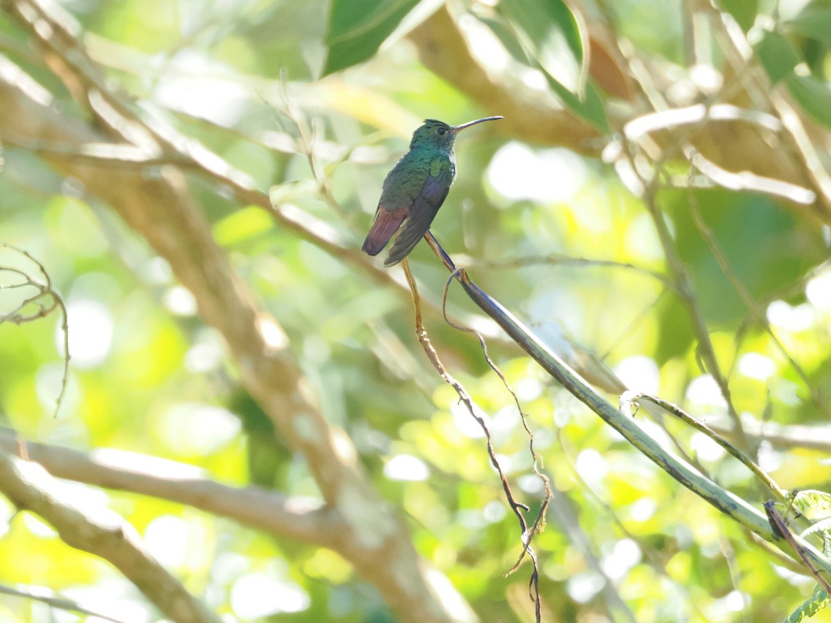 Rufous-tailed Hummingbird - a d