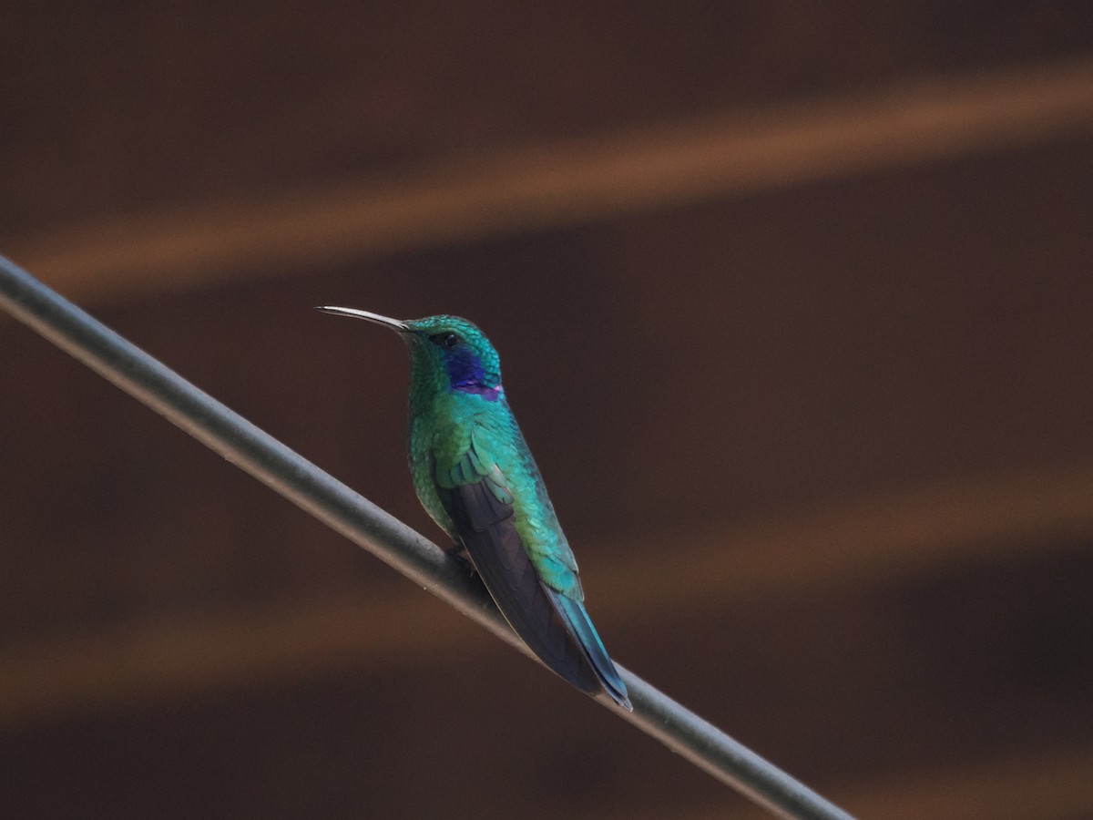 Lesser Violetear - ML532825451