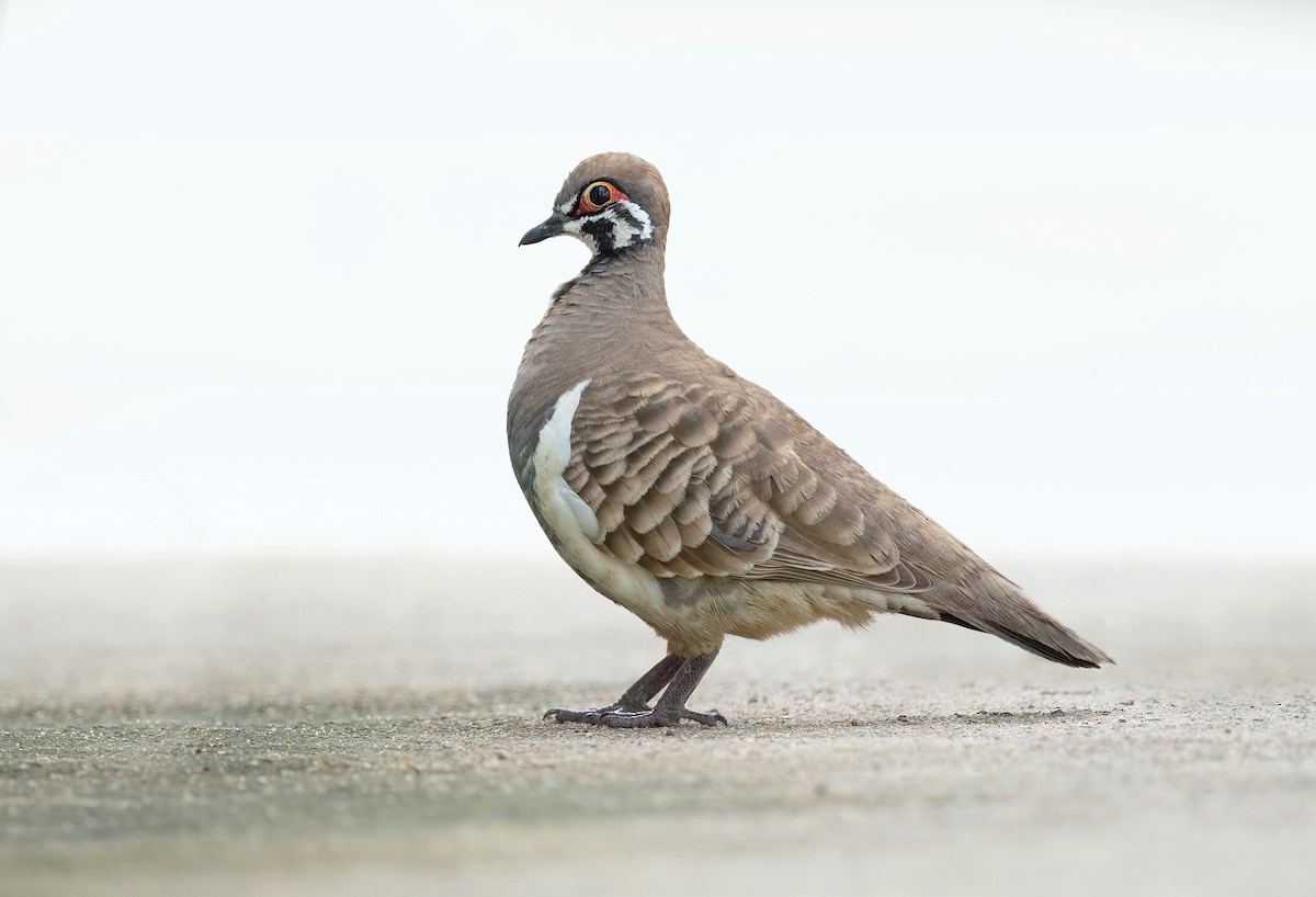 Squatter Pigeon - ML532825861