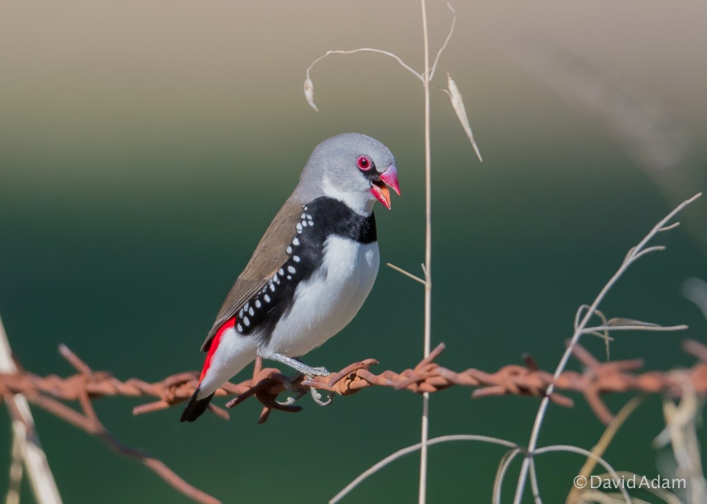 Diamond Firetail - David Adam