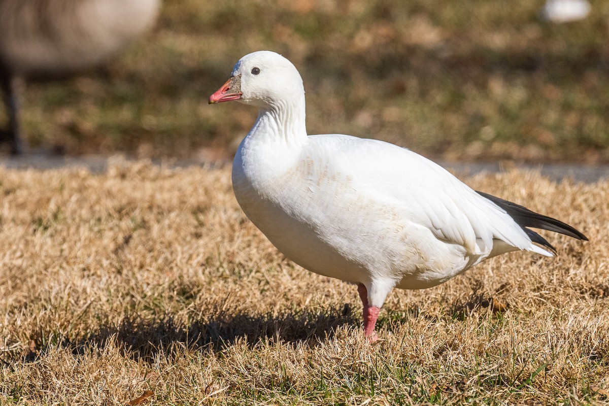 Ross's Goose - Riley Metcalfe