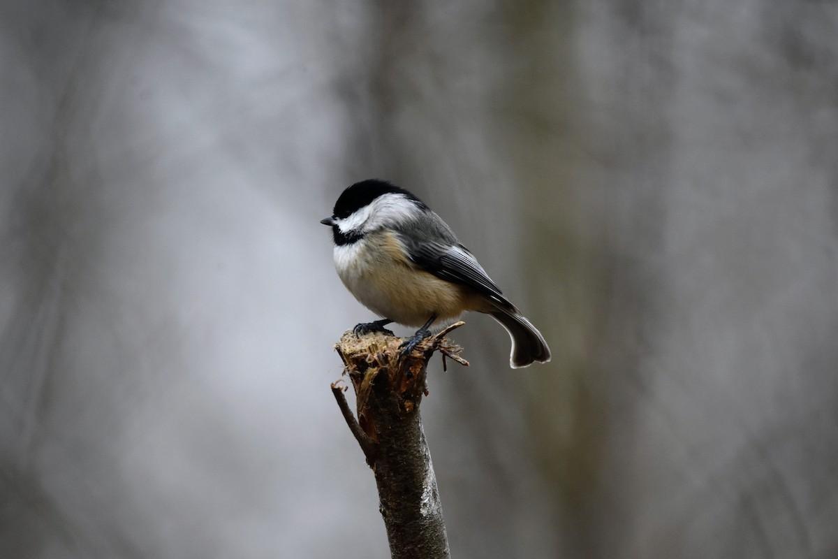 Carolina Chickadee - ML532828331