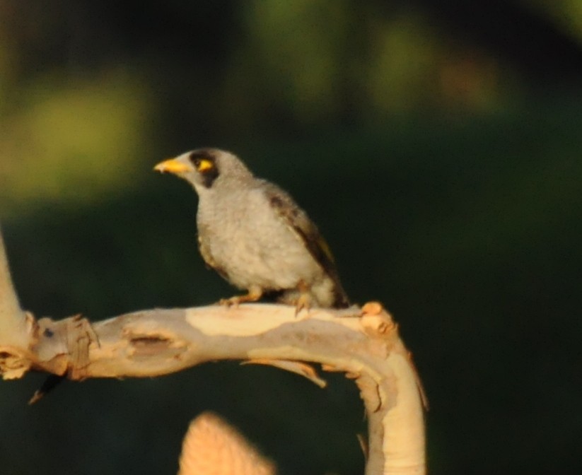 Noisy Miner - Diana Flora Padron Novoa