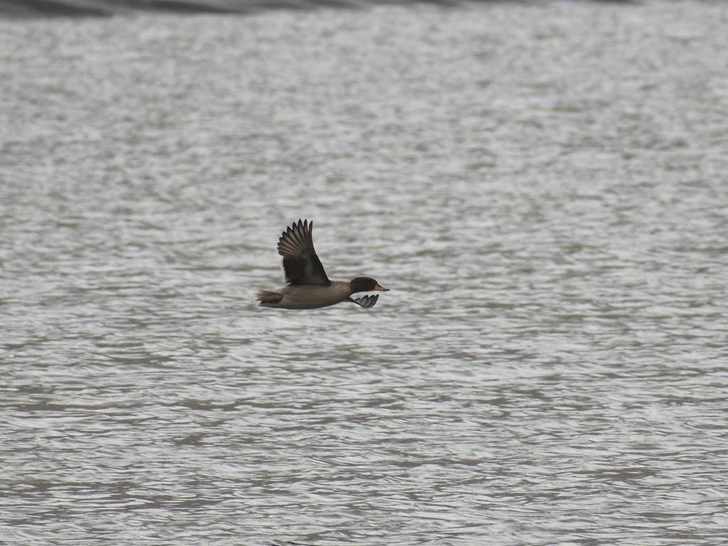 Yellow-billed Teal - ML532830411