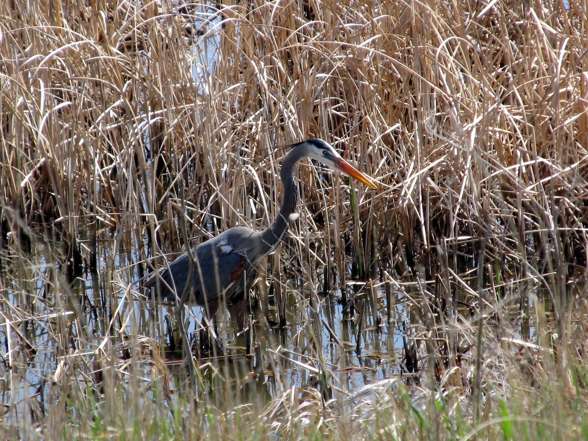 Great Blue Heron (Great Blue) - Anonymous