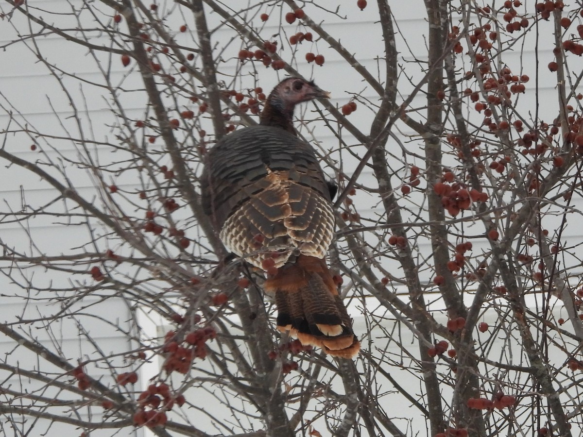 Wild Turkey - ML532832141