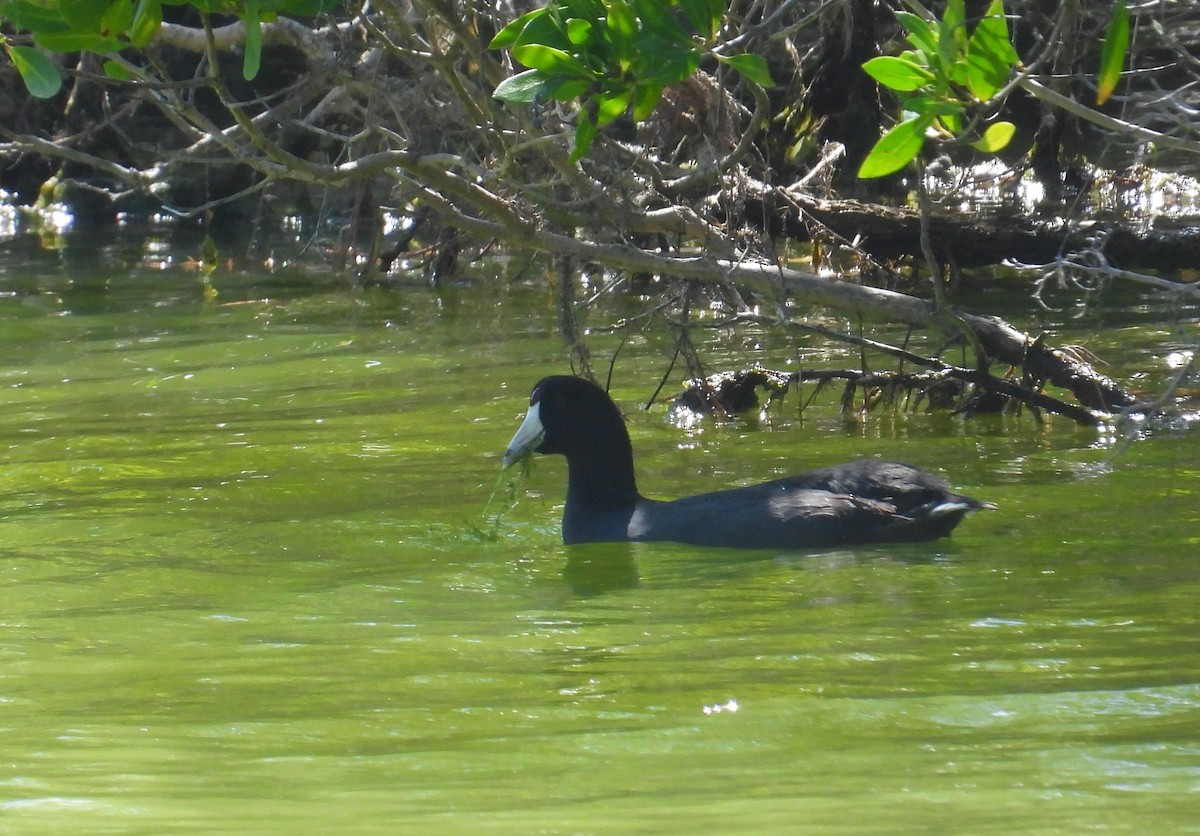 American Coot - ML532832971