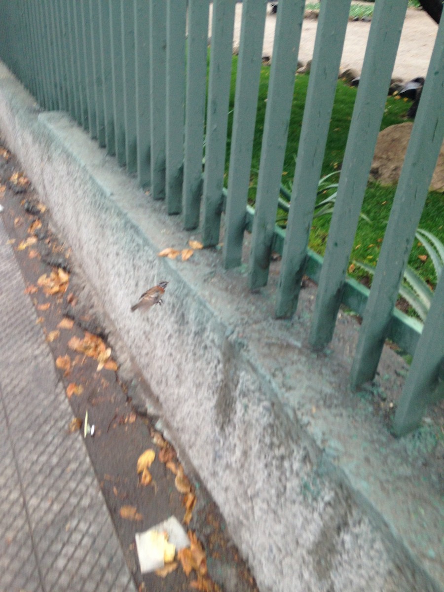 Bruant chingolo - ML532833991