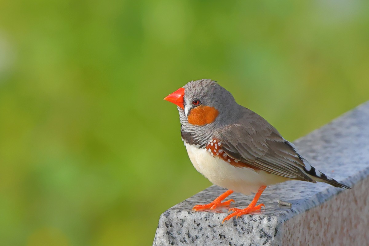 Zebra Finch - ML532834541