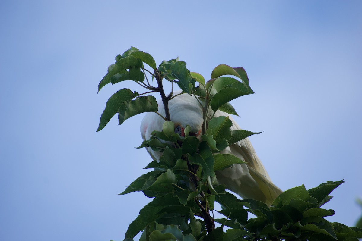 Long-billed Corella - ML532835051
