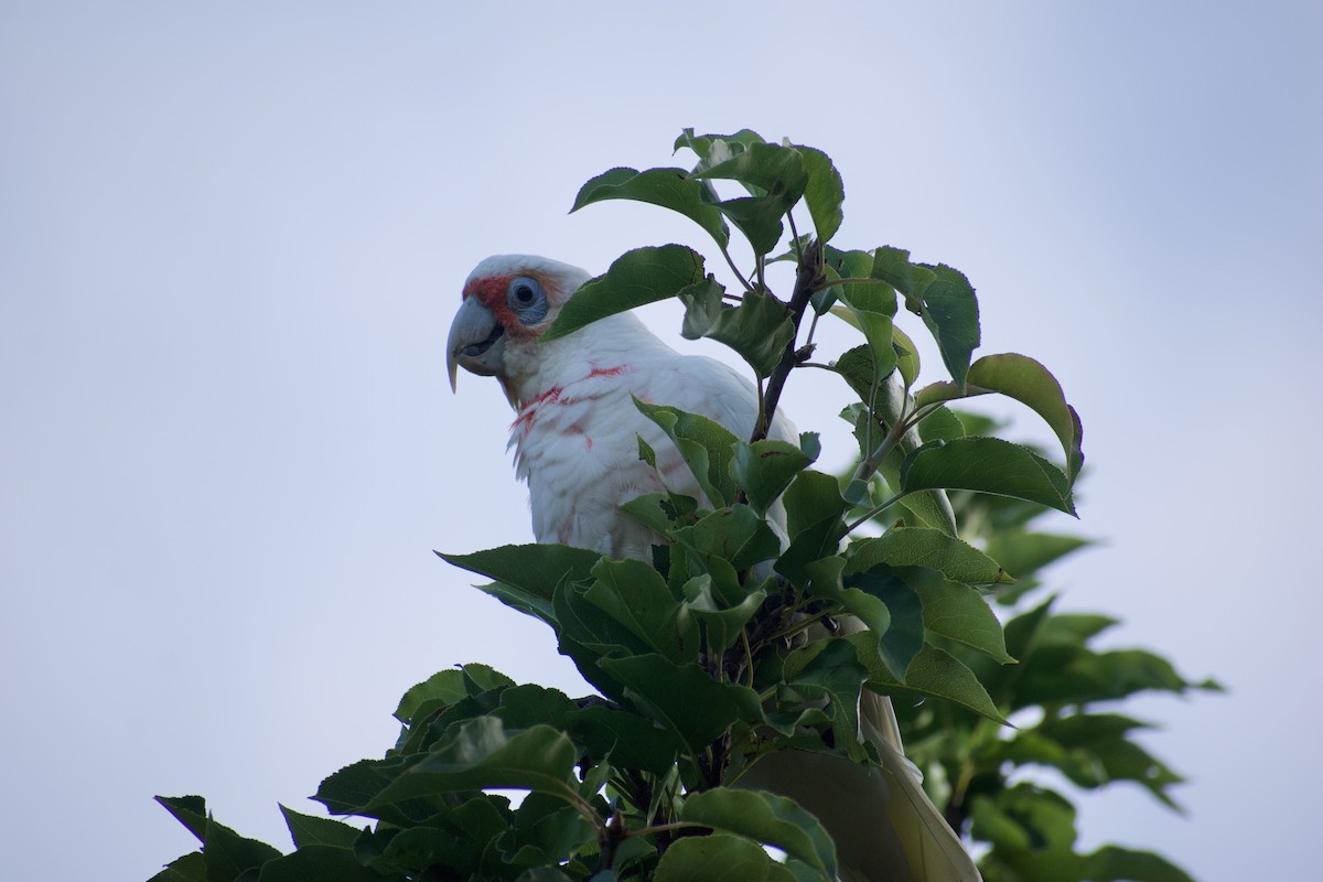 Long-billed Corella - ML532835061