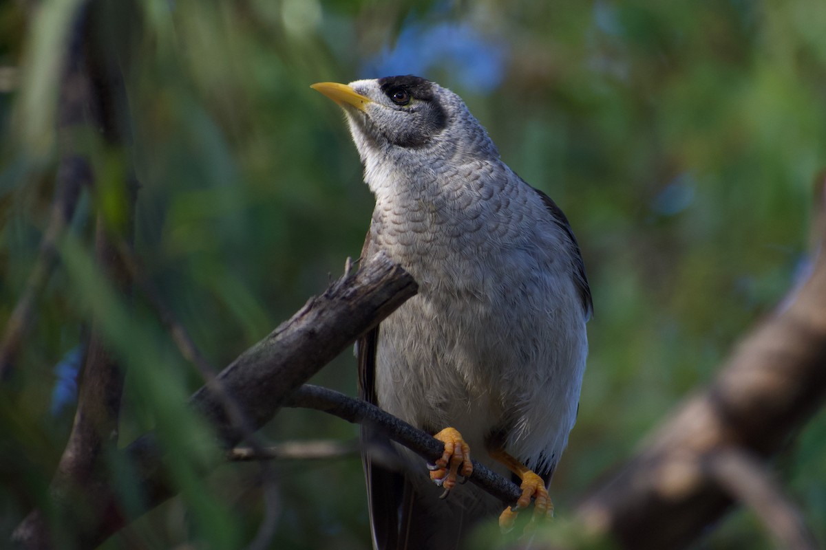 Noisy Miner - ML532835231
