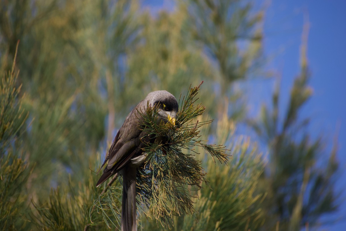 Noisy Miner - ML532835241
