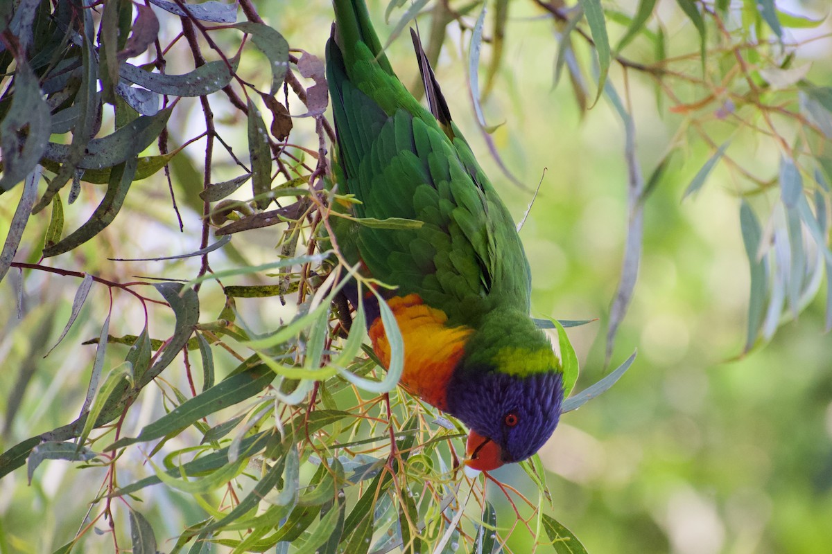 Rainbow Lorikeet - ML532835401