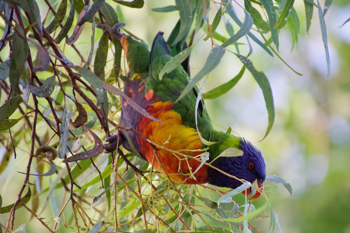 Rainbow Lorikeet - ML532835411