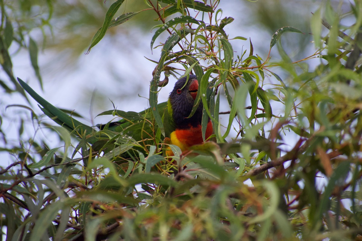 Rainbow Lorikeet - ML532835421