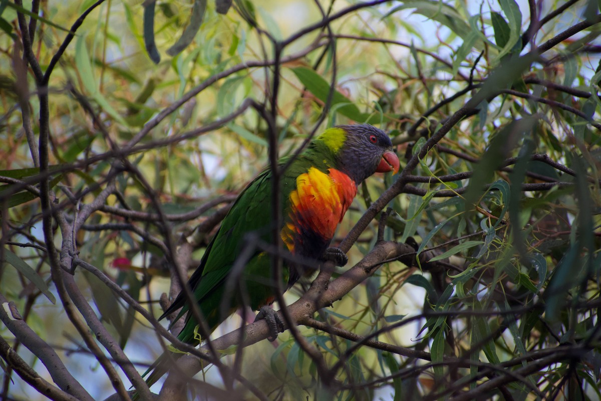 Rainbow Lorikeet - ML532835431