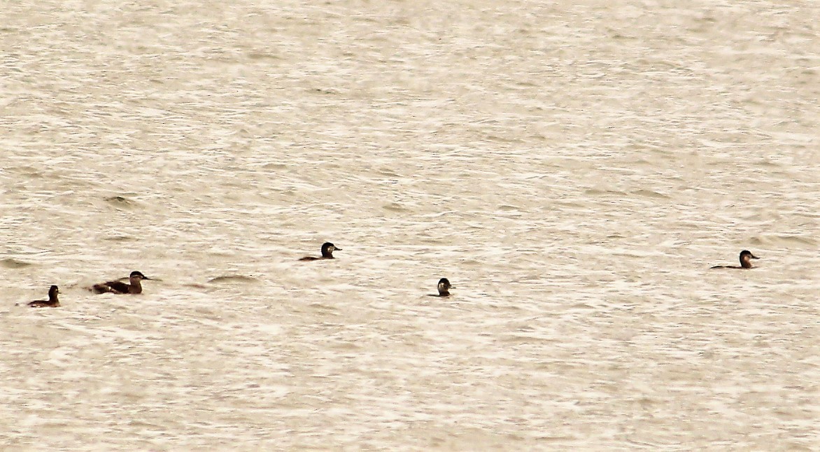 Ruddy Duck - ML53283561