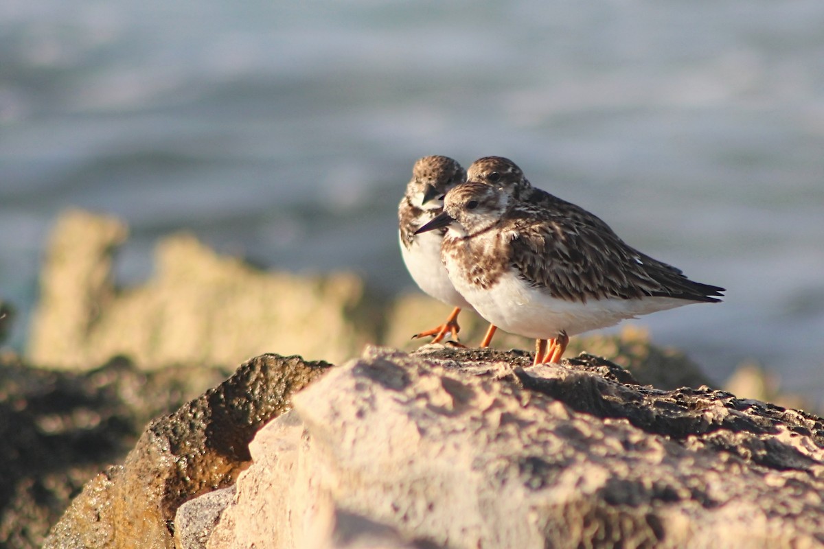 Ruddy Turnstone - Raphaël Millot