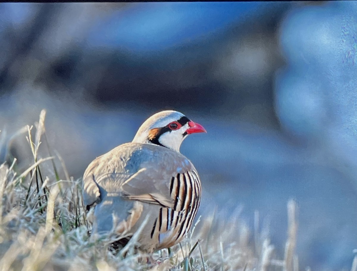 Chukar - ML532837071