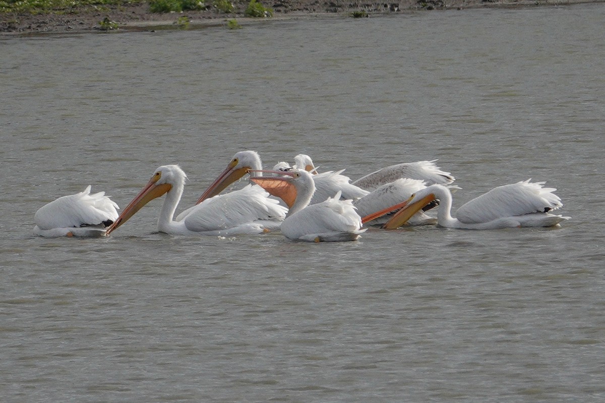 American White Pelican - ML532838511