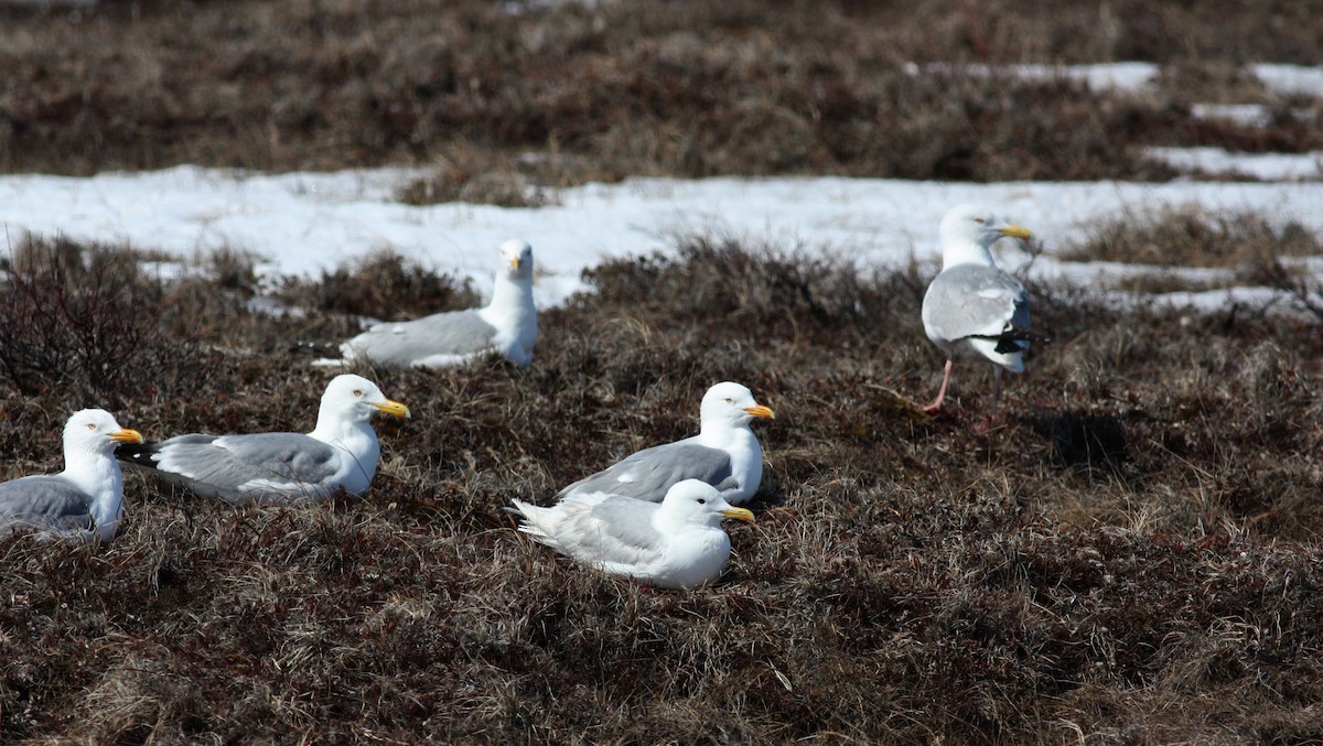 Gaviota Argéntea (americana) - ML53283861