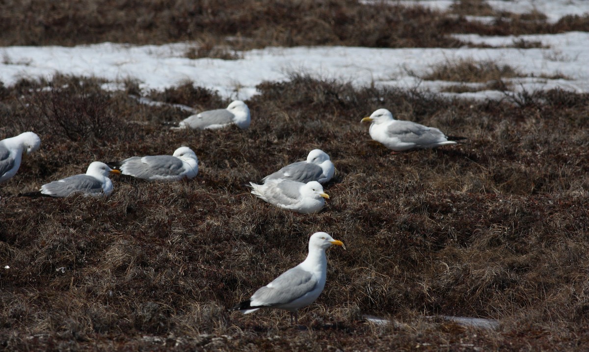 racek stříbřitý (ssp. smithsonianus) - ML53283871