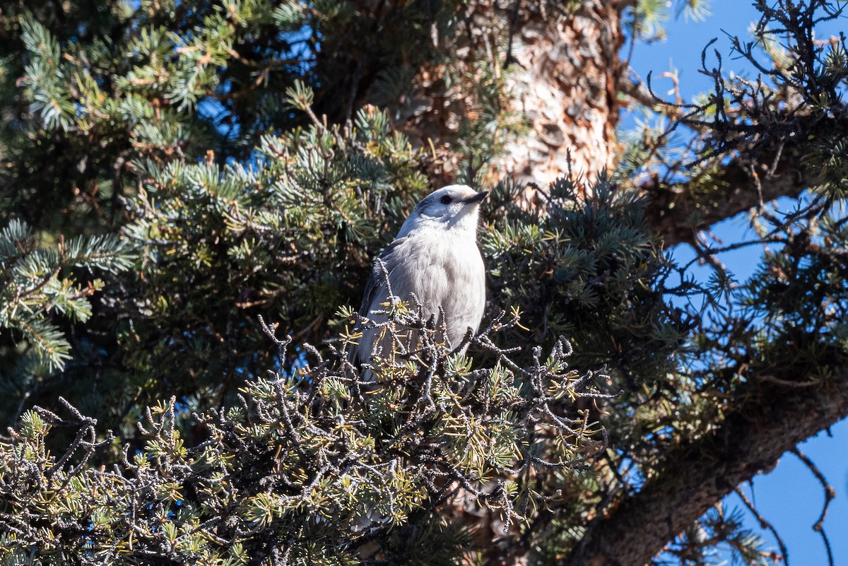 Canada Jay - Mike Thompson