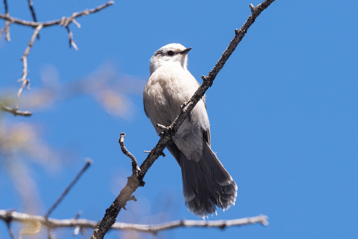 Canada Jay - ML532838951