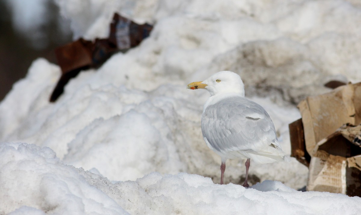 Glaucous Gull - Jay McGowan