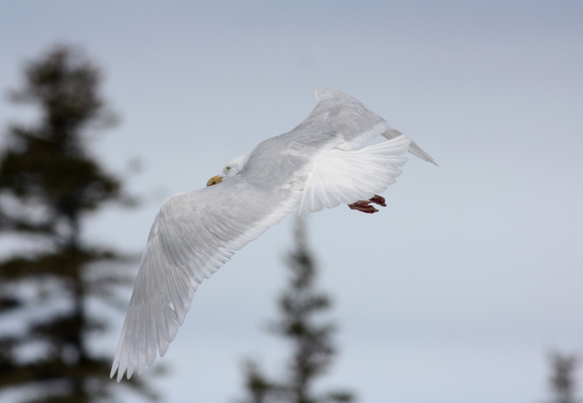 Glaucous Gull - ML53283961