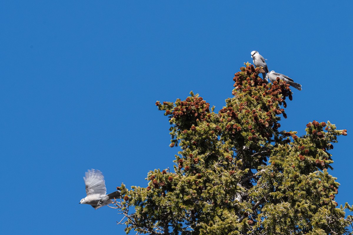 Canada Jay - Mike Thompson