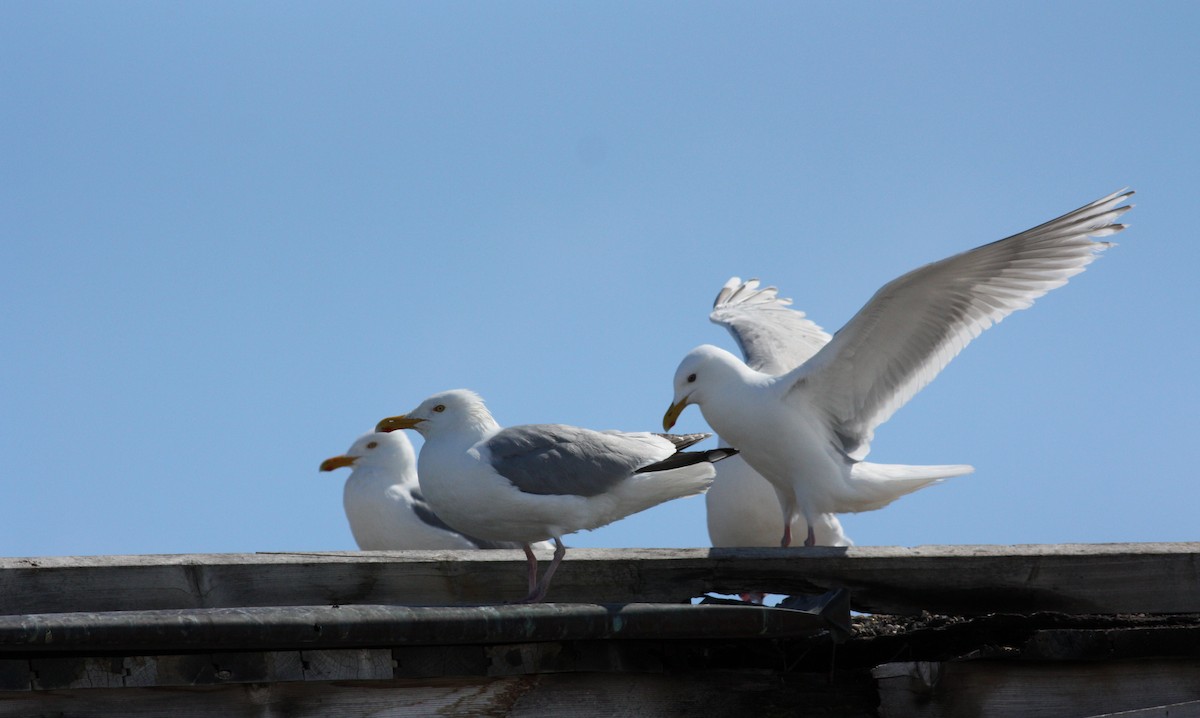 Gaviota Argéntea (americana) - ML53284001