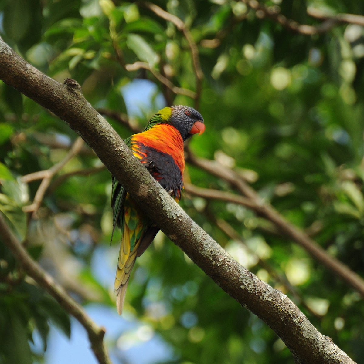 Rainbow Lorikeet - ML53284111