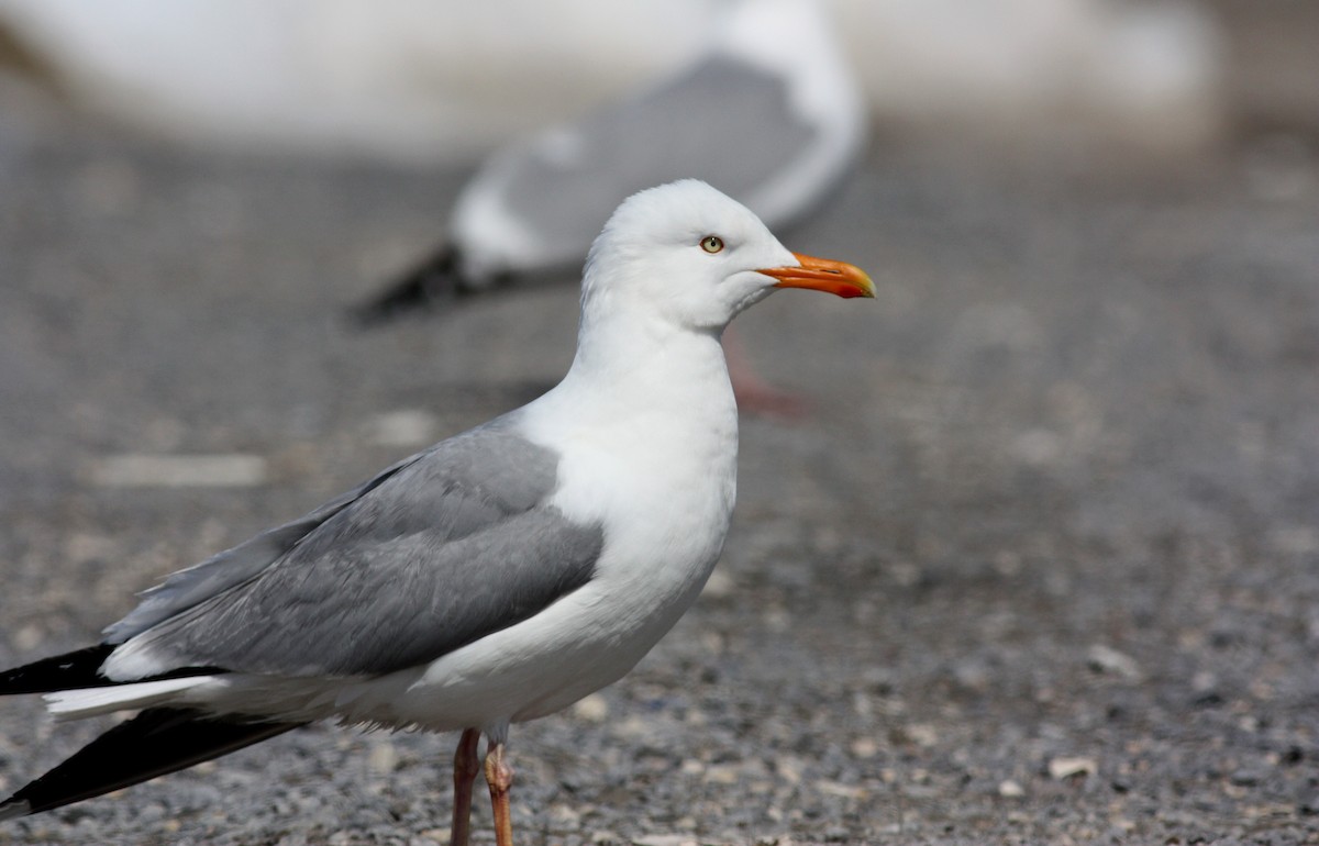 Herring Gull (American) - Jay McGowan