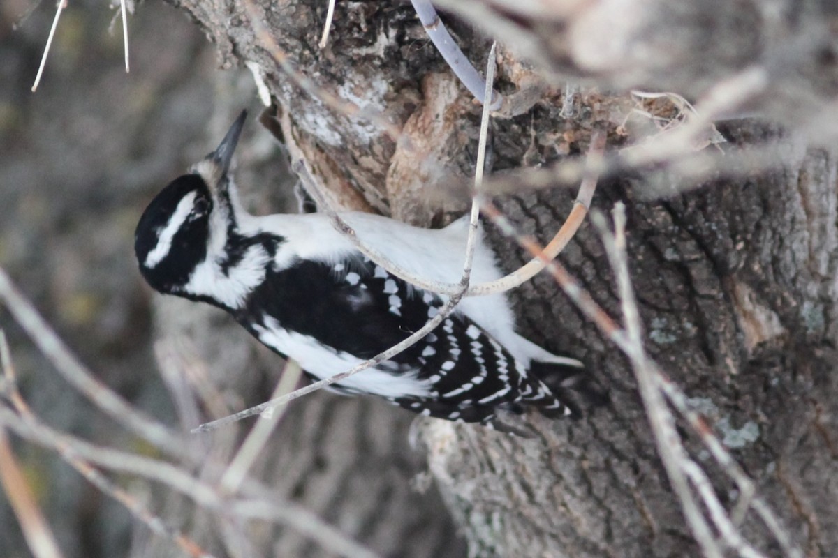 Hairy Woodpecker - ML532843941