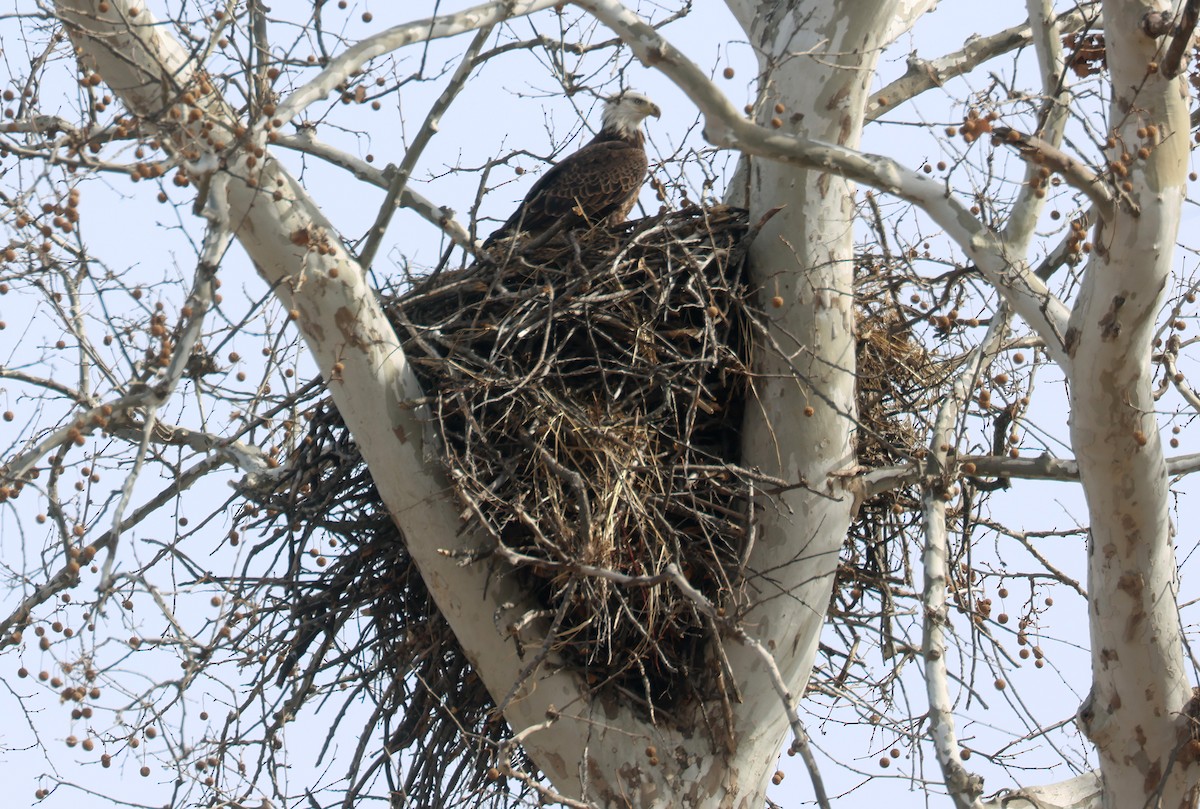 Bald Eagle - ML532844141