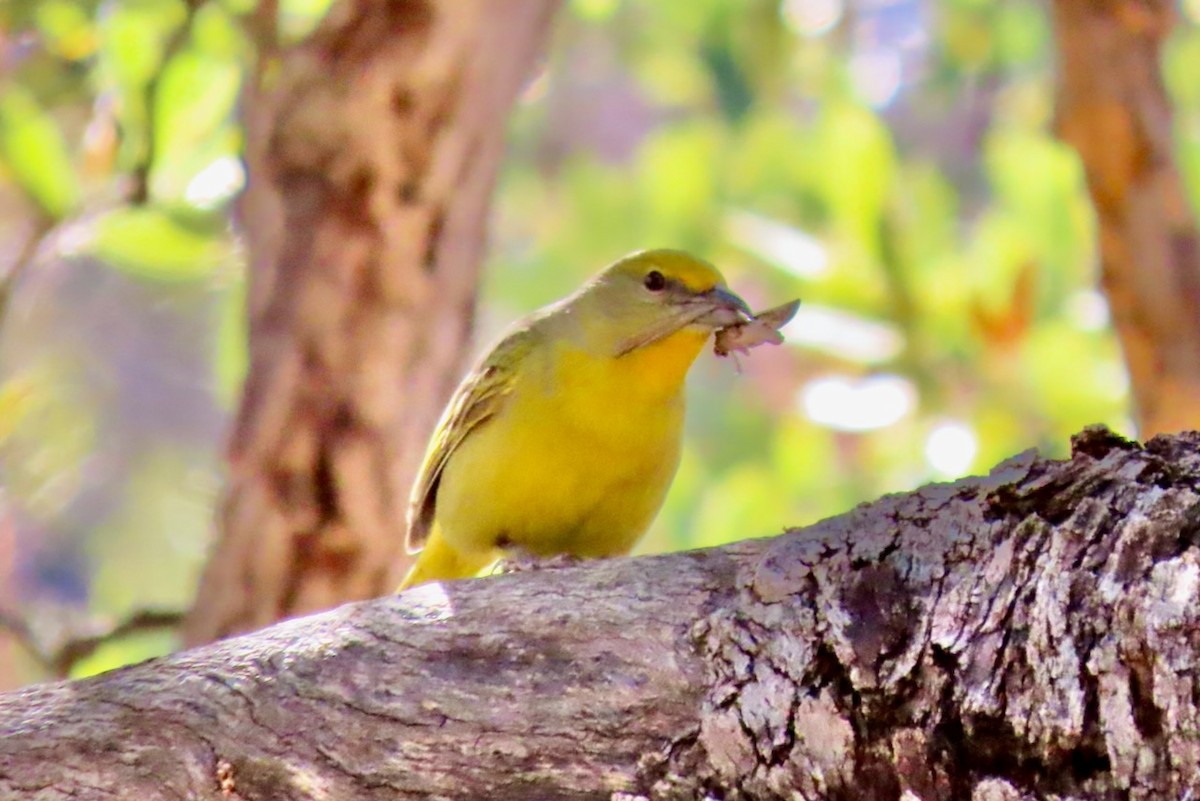 Hepatic Tanager - ML532844151