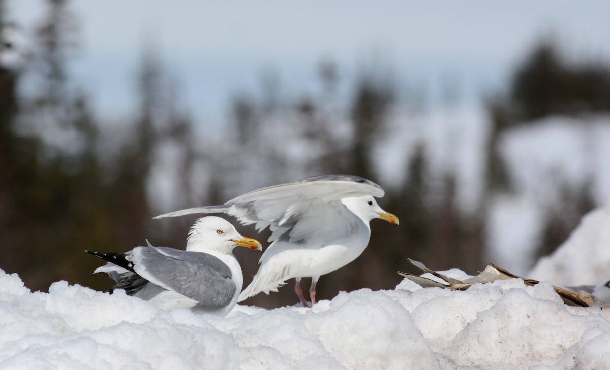 Herring Gull (American) - ML53284421