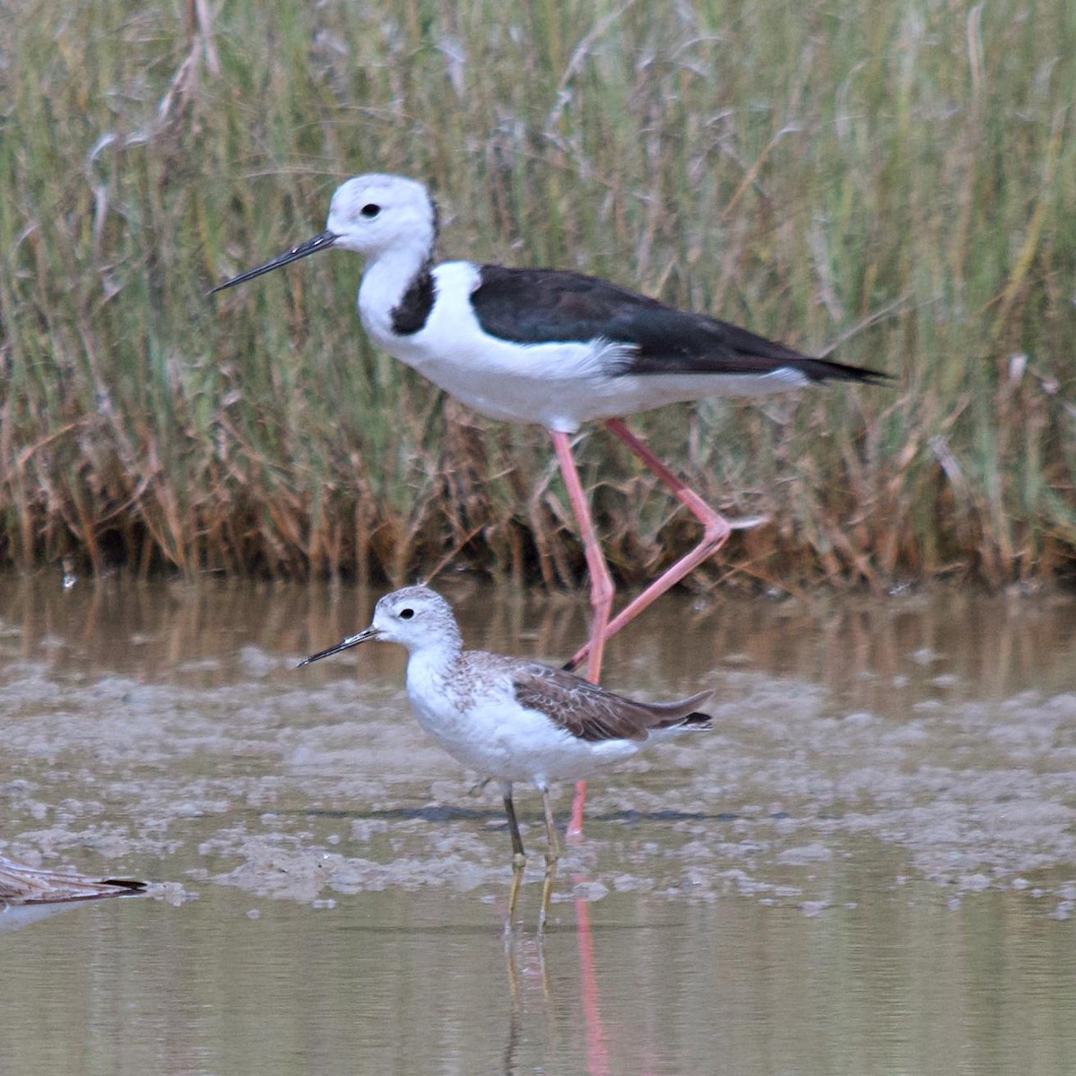 Pied Stilt - ML532844241