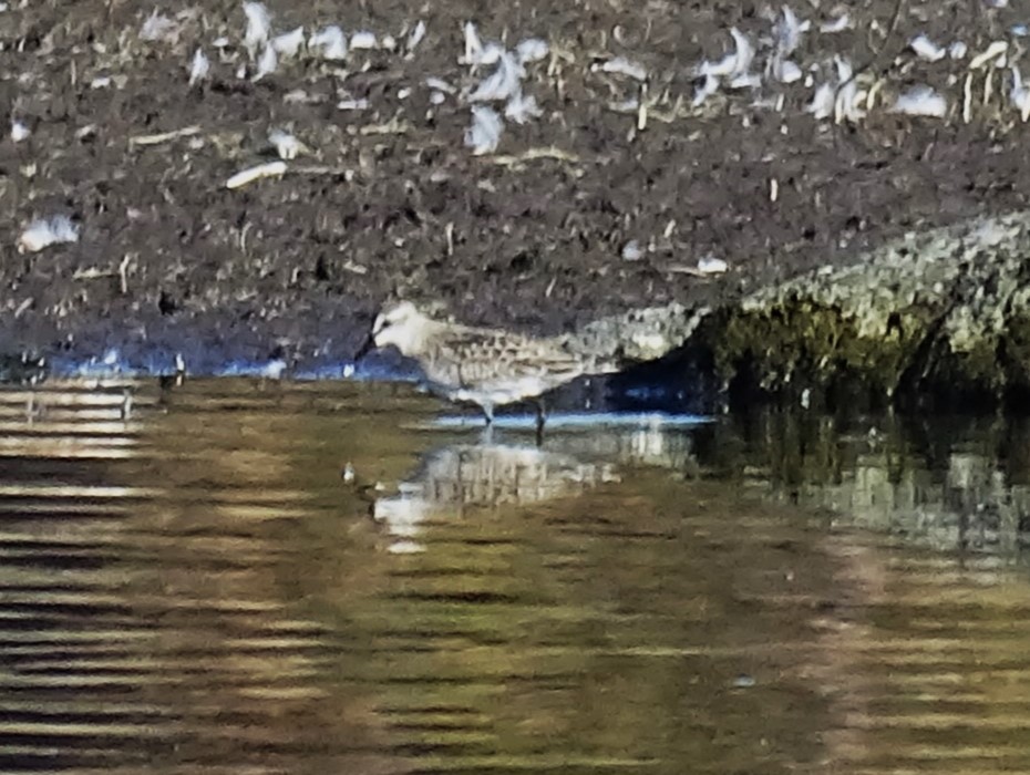 Semipalmated Sandpiper - ML532844251