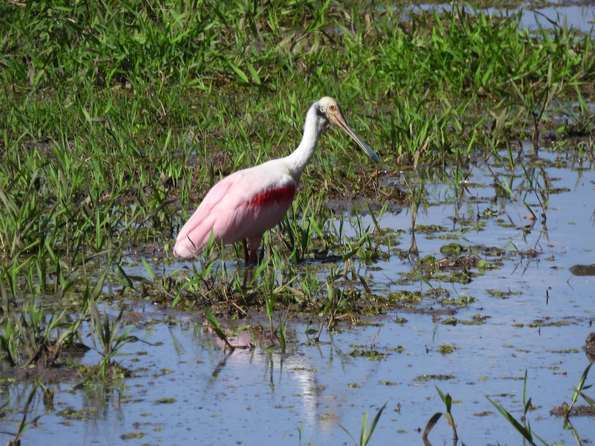 Roseate Spoonbill - ML532845921