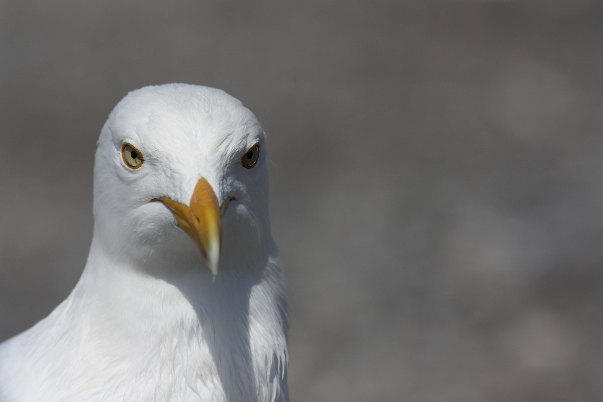 Herring Gull (American) - Jay McGowan